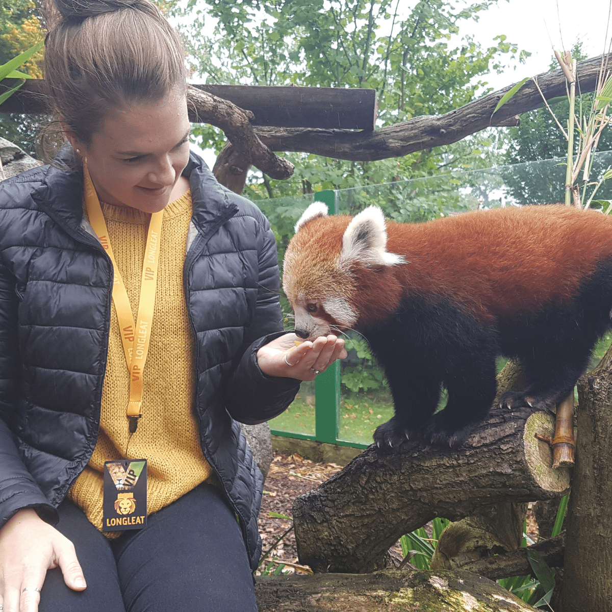 A VIP guest hand feeding a red panda as it perches next to her
