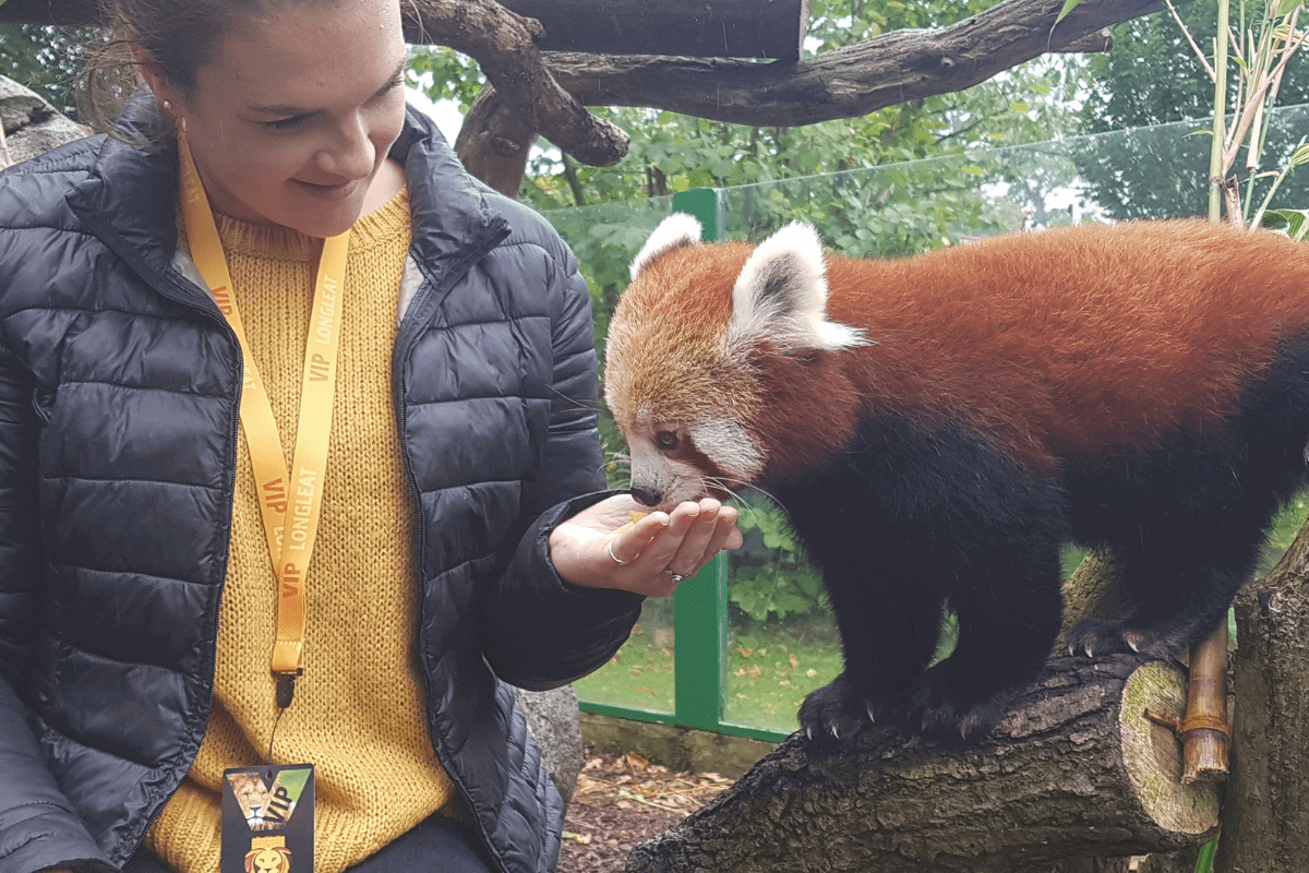 A VIP guest hand feeding a red panda as it perches next to her