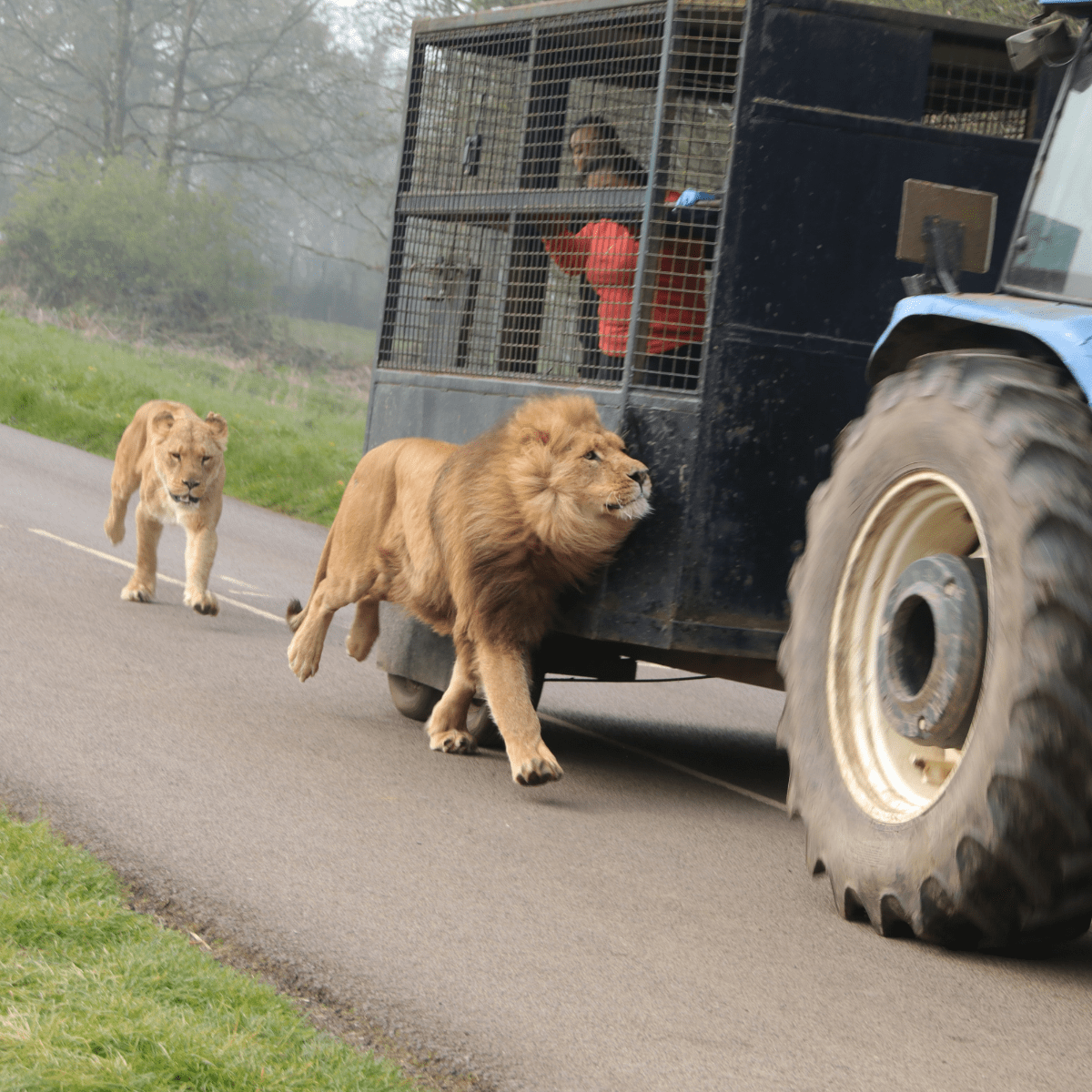 A lion and lioness run alongside the reinforced feeding wagon 