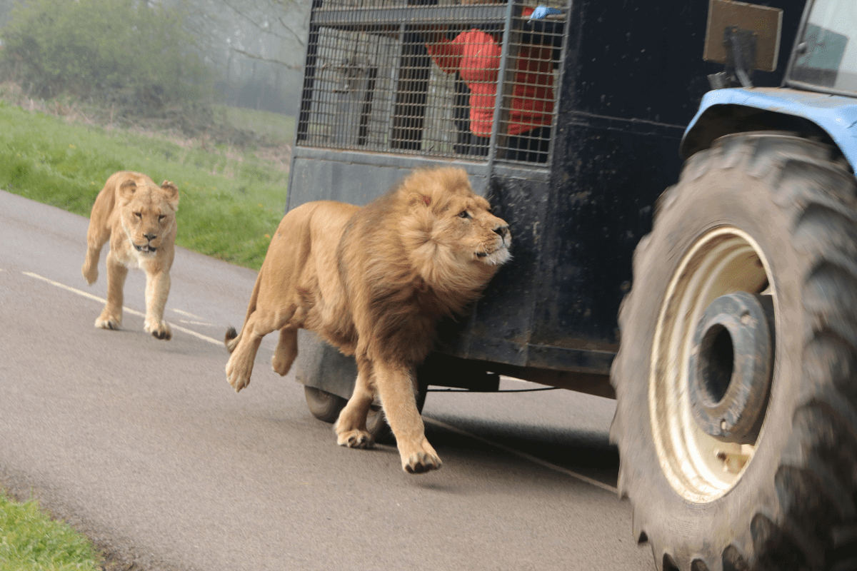 A lion and lioness run alongside the reinforced feeding wagon 