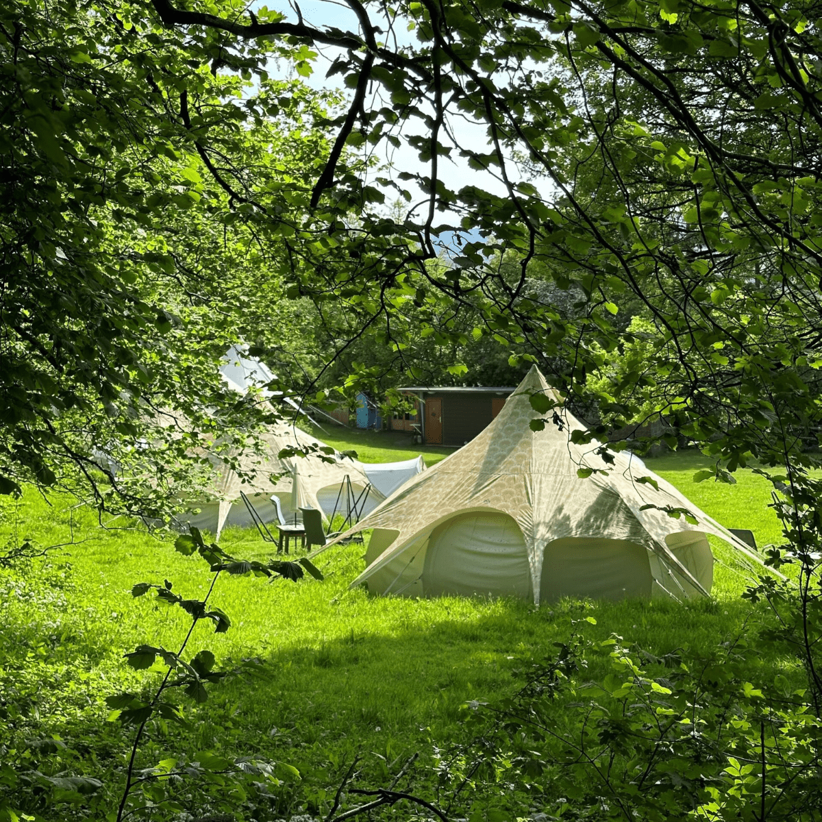 A glimpse through the trees to the bell-style tents at Owleywood 
