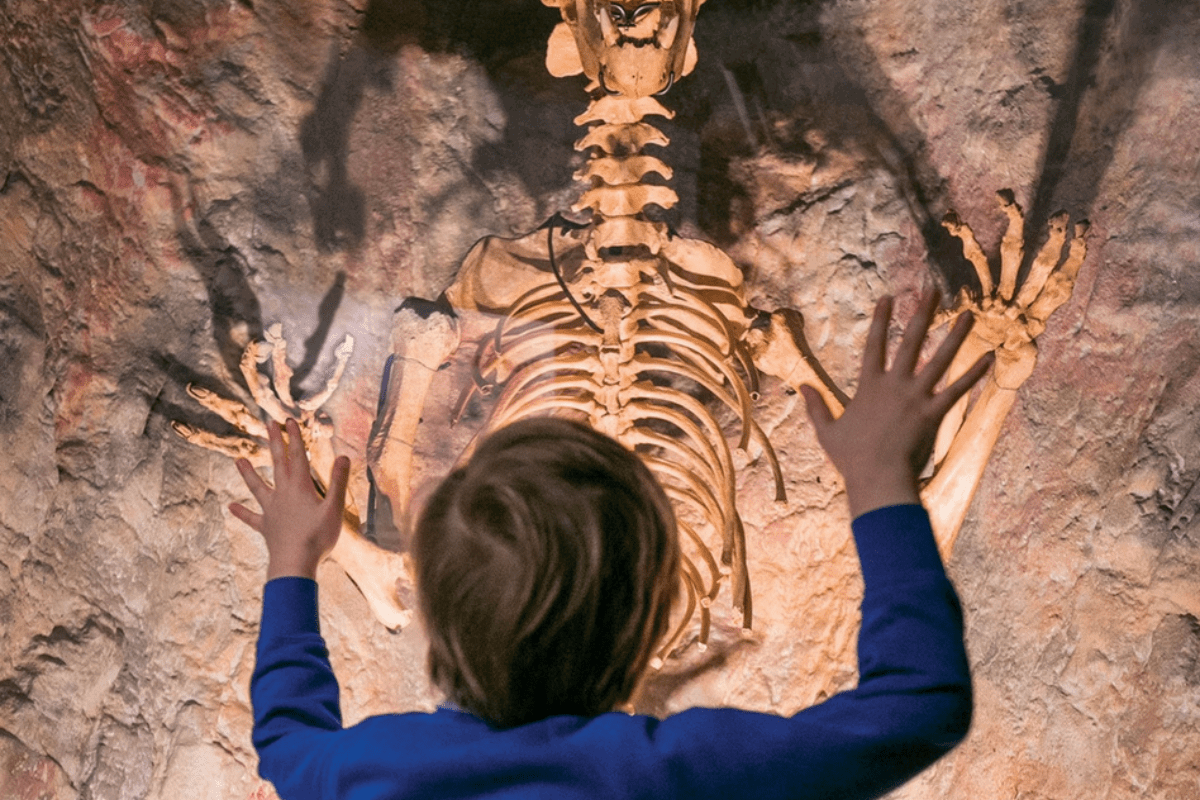 A young student looks up at a skeleton display in the museum of prehistory