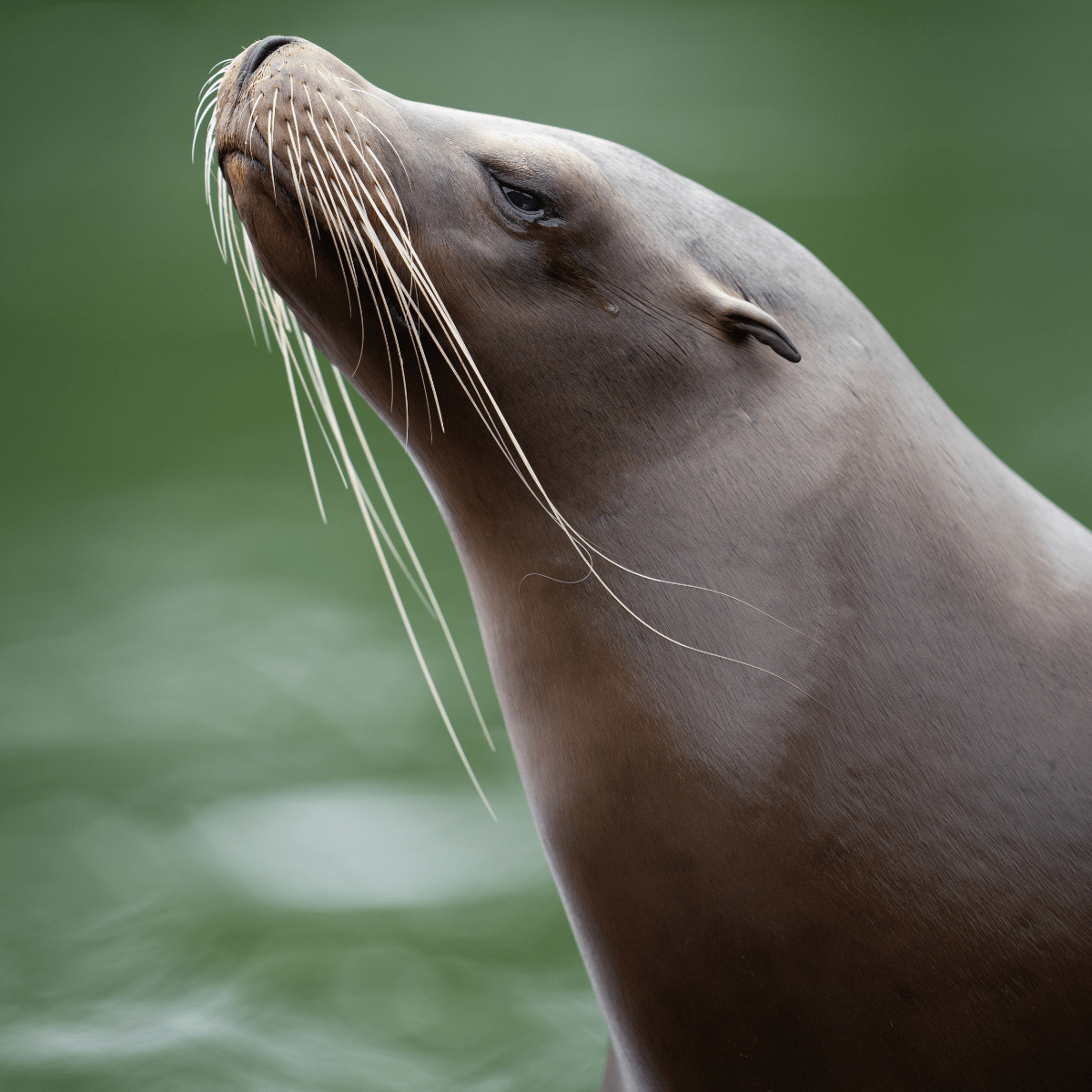 Up close of a Californian sea lion and it's wonderful whiskers on display