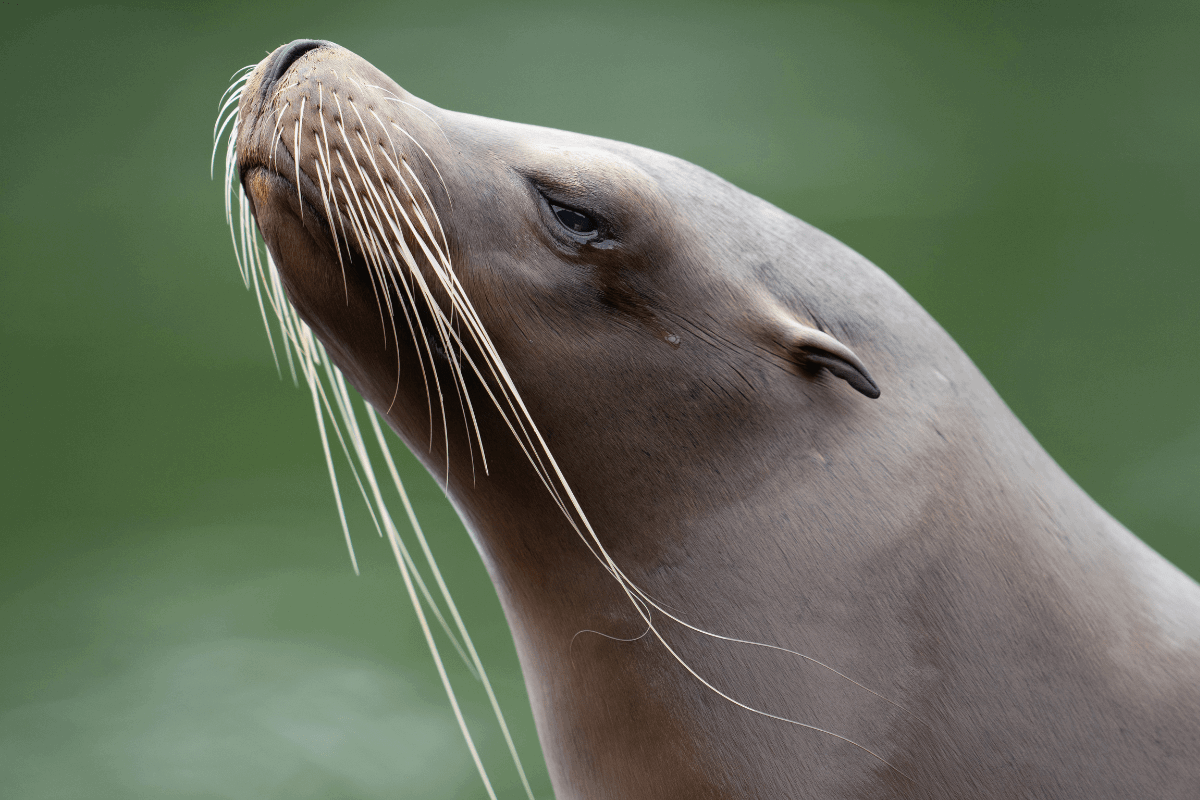 Up close of a Californian sea lion and it's wonderful whiskers on display