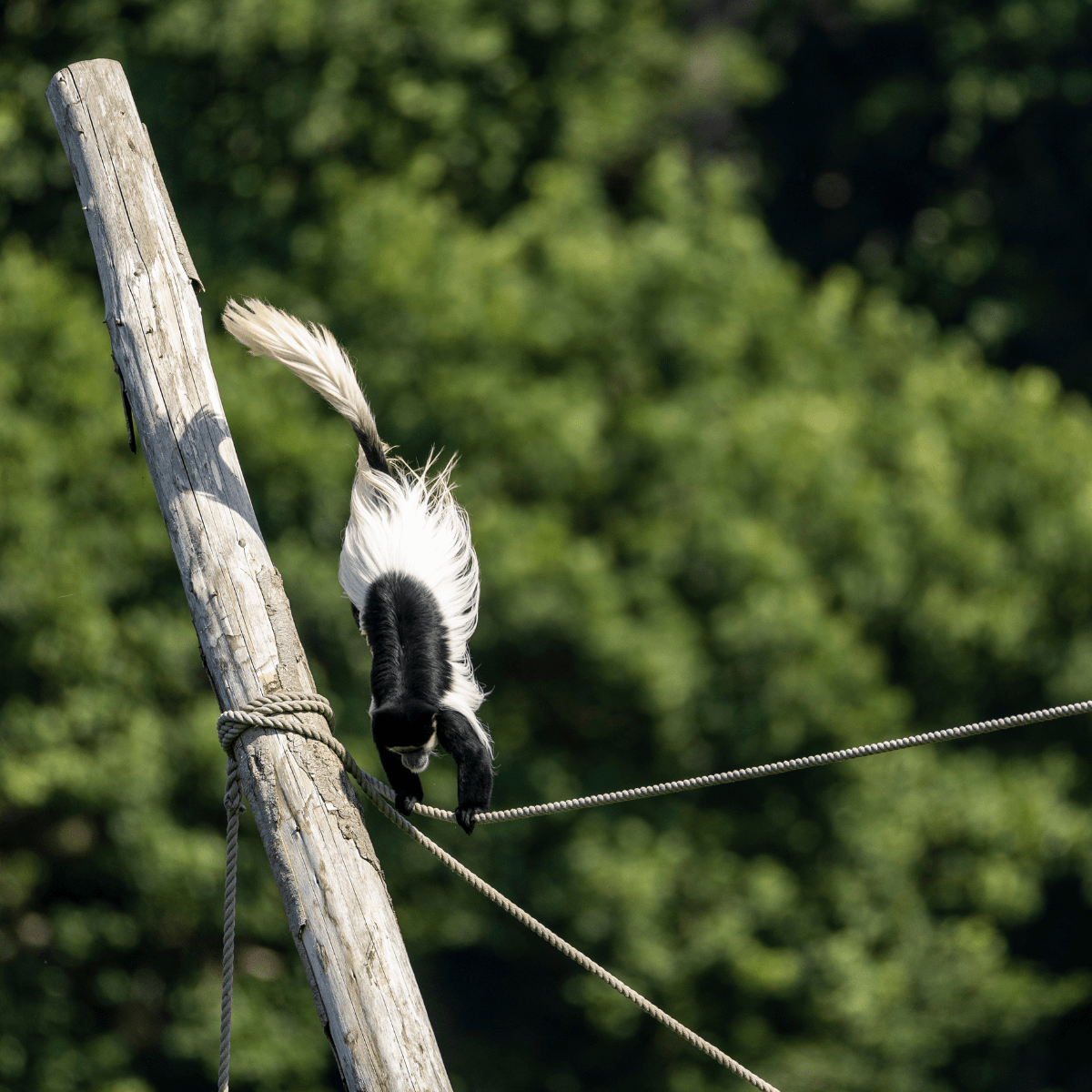 A Colobus monkey mid-jump onto a climbing rope with its tail flying in the air