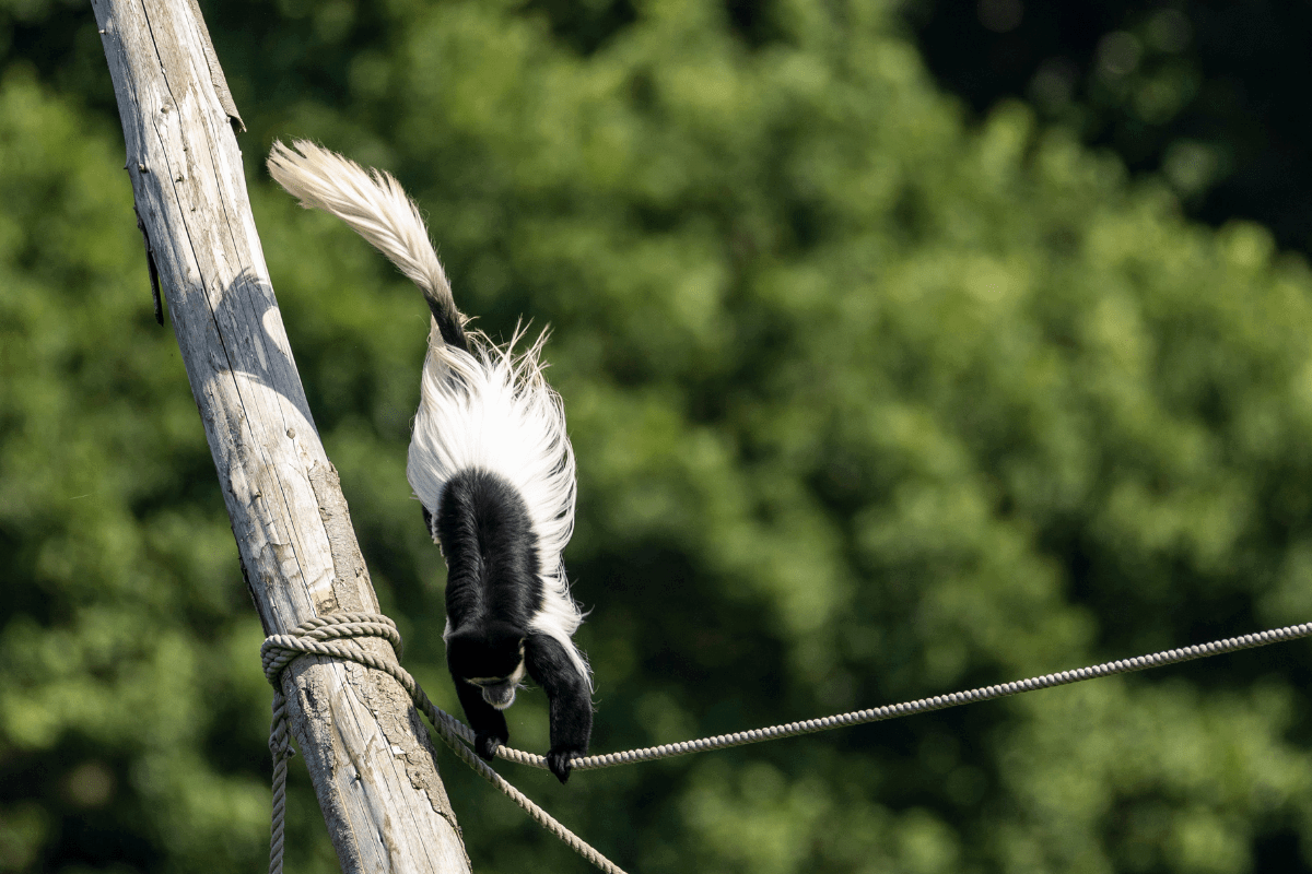 A Colobus monkey mid-jump onto a climbing rope with its tail flying in the air