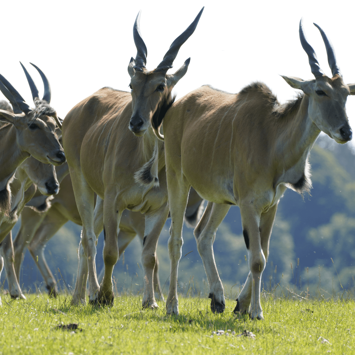 A herd of common elands walk together in the lush grass