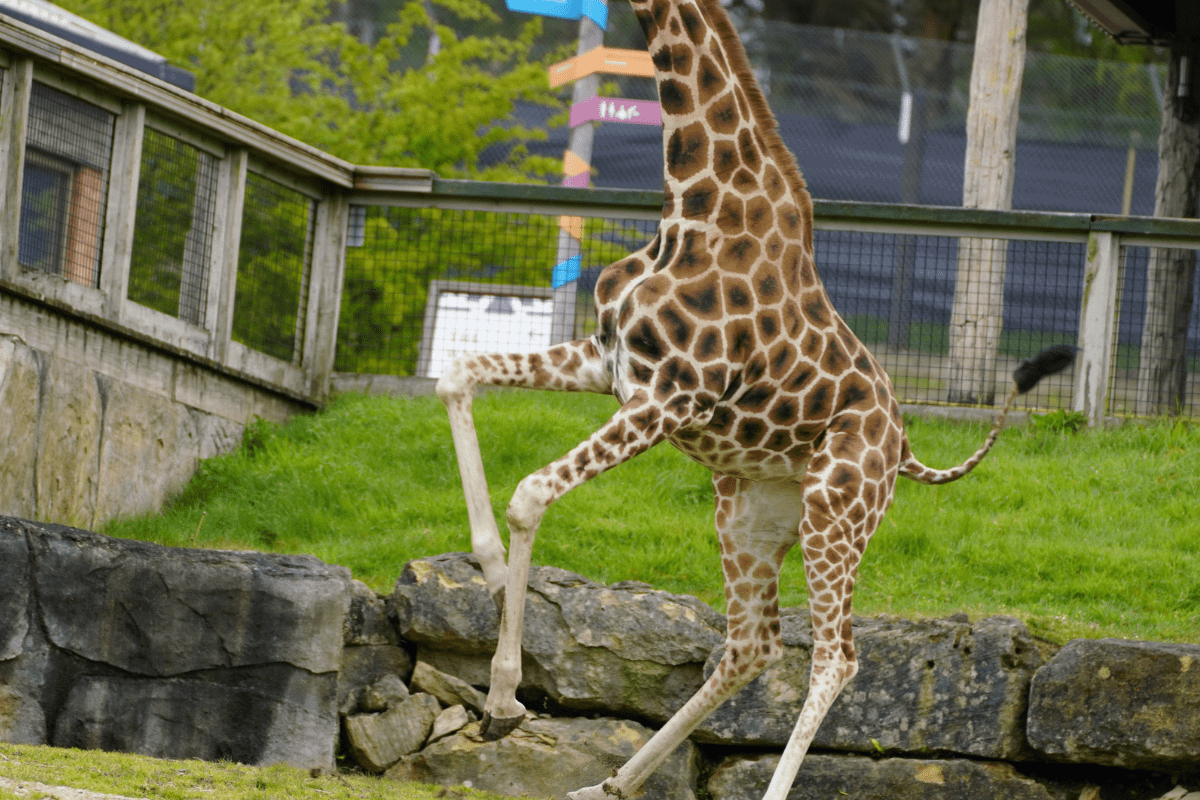 A giraffe with his front legs in the air, looking like it is dancing with joy