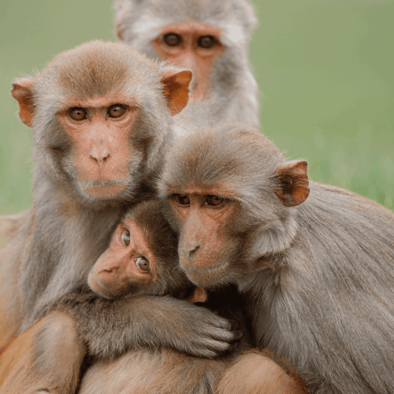 Rhesus Macaque Monkey