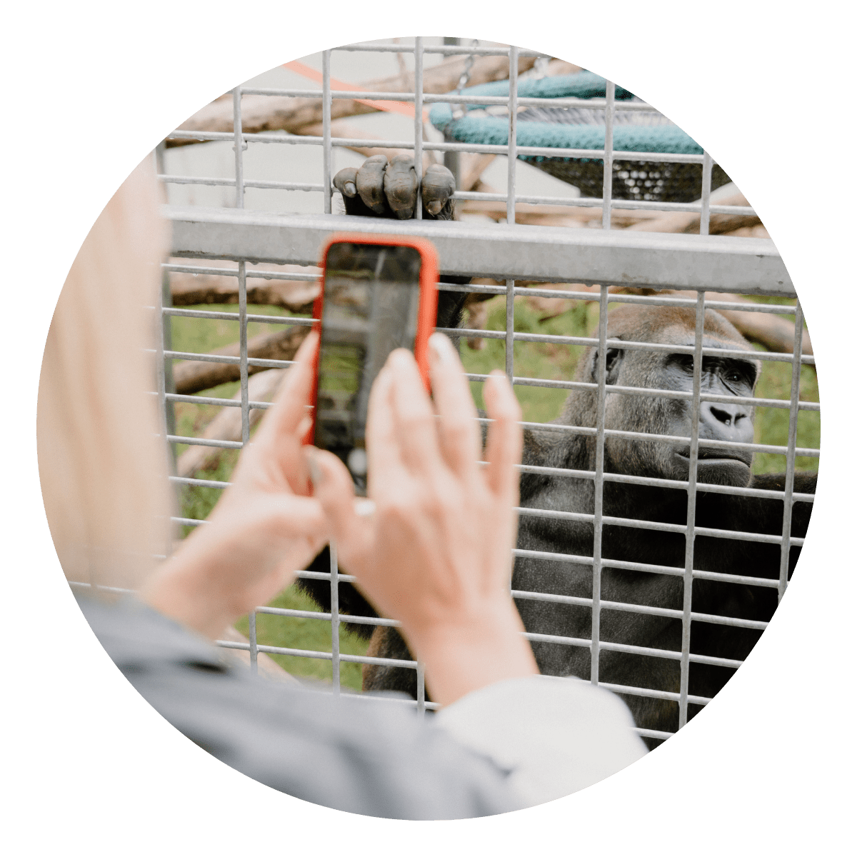 A VIP guest takes an up close shot of a gorilla with their phone