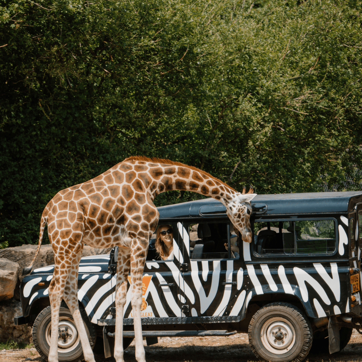 A Rothschild's giraffe peers its head up to one of our iconic 4x4 zebra print jeeps