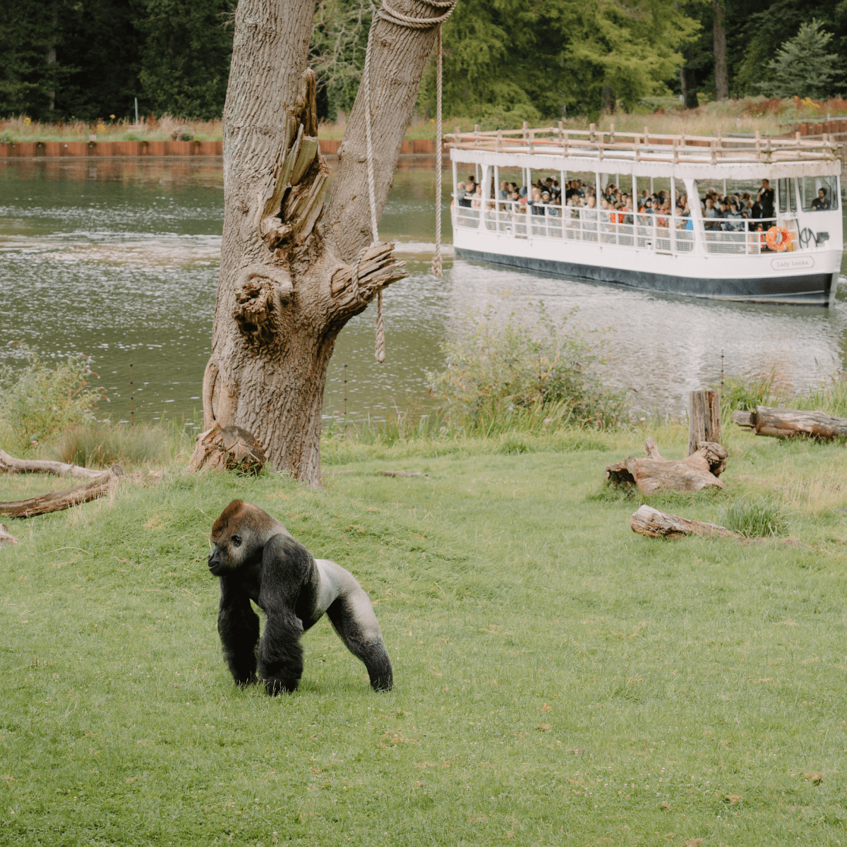 A gorilla in its habitat with the Boat Safari in the background