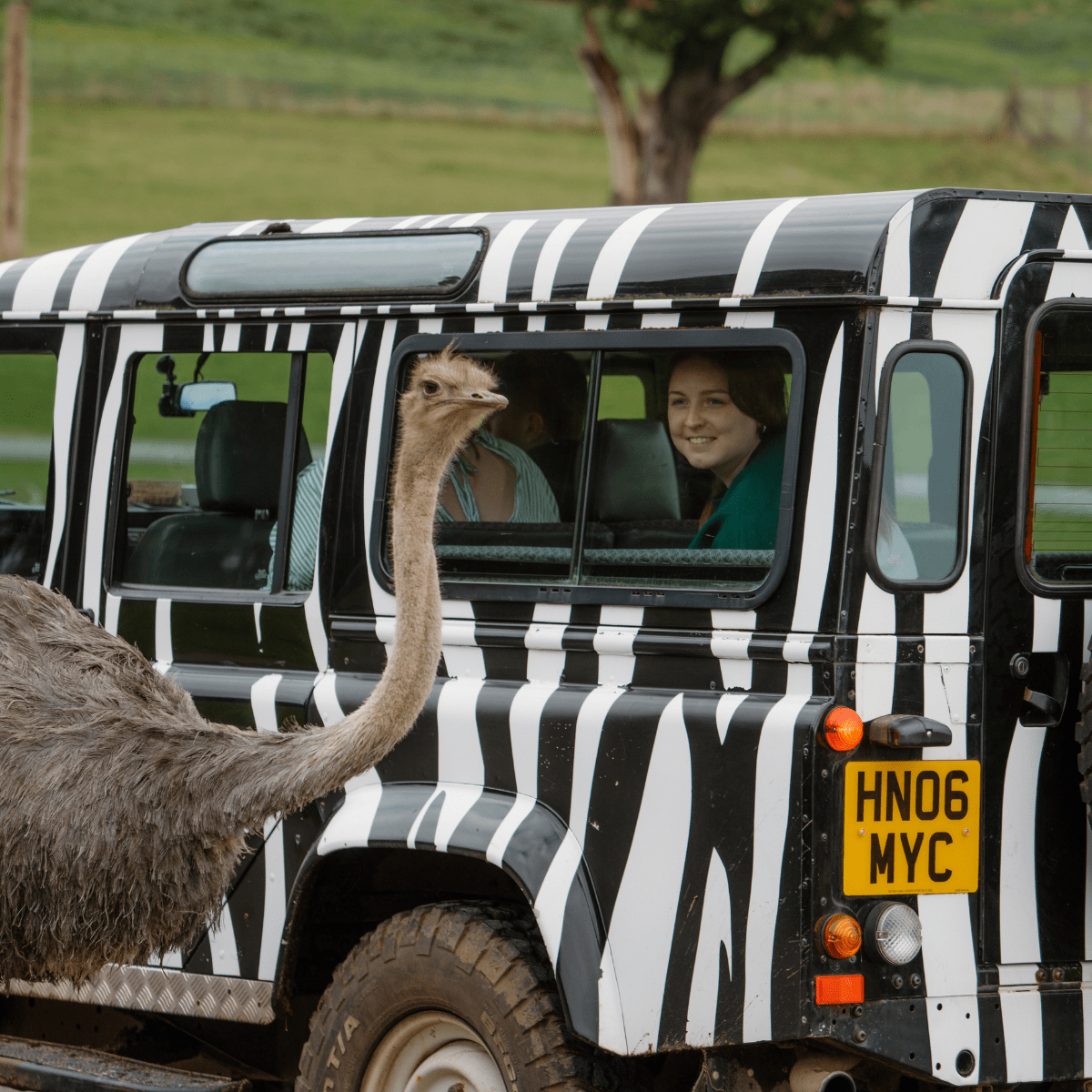 An emu goes up close to a VIP tour truck