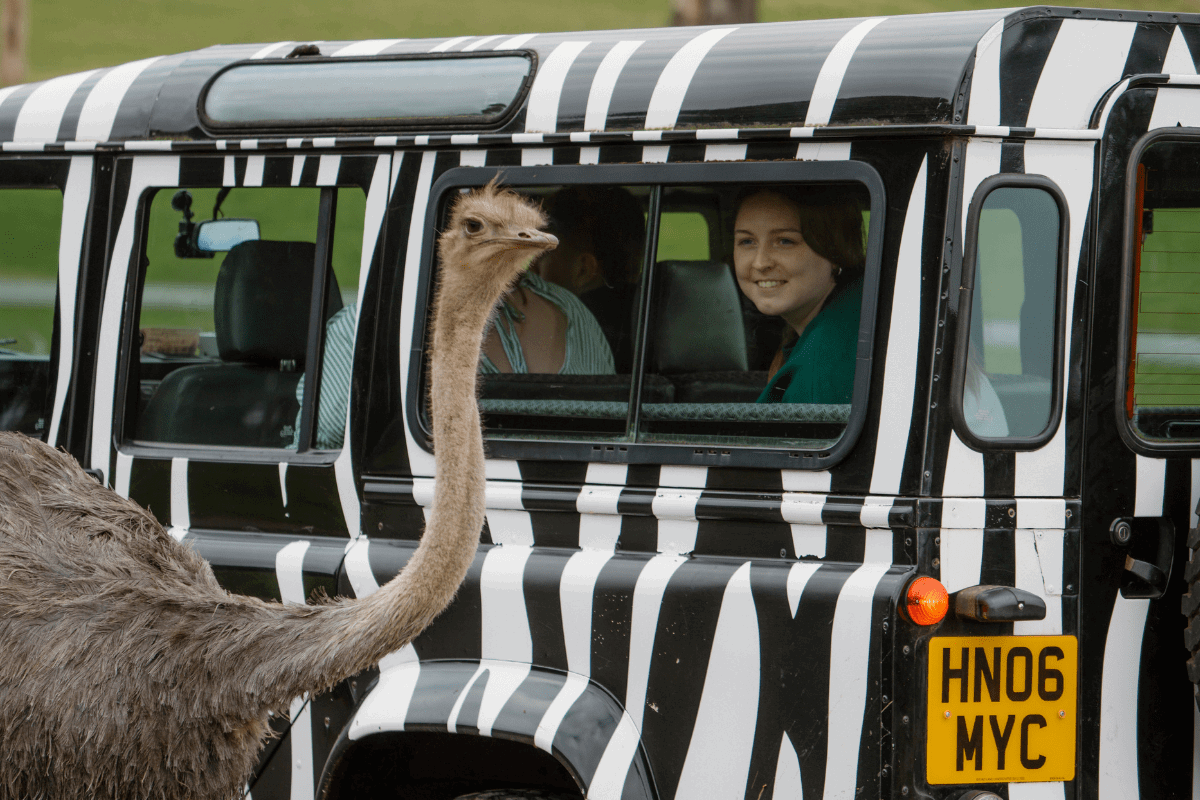 An emu goes up close to a VIP tour truck