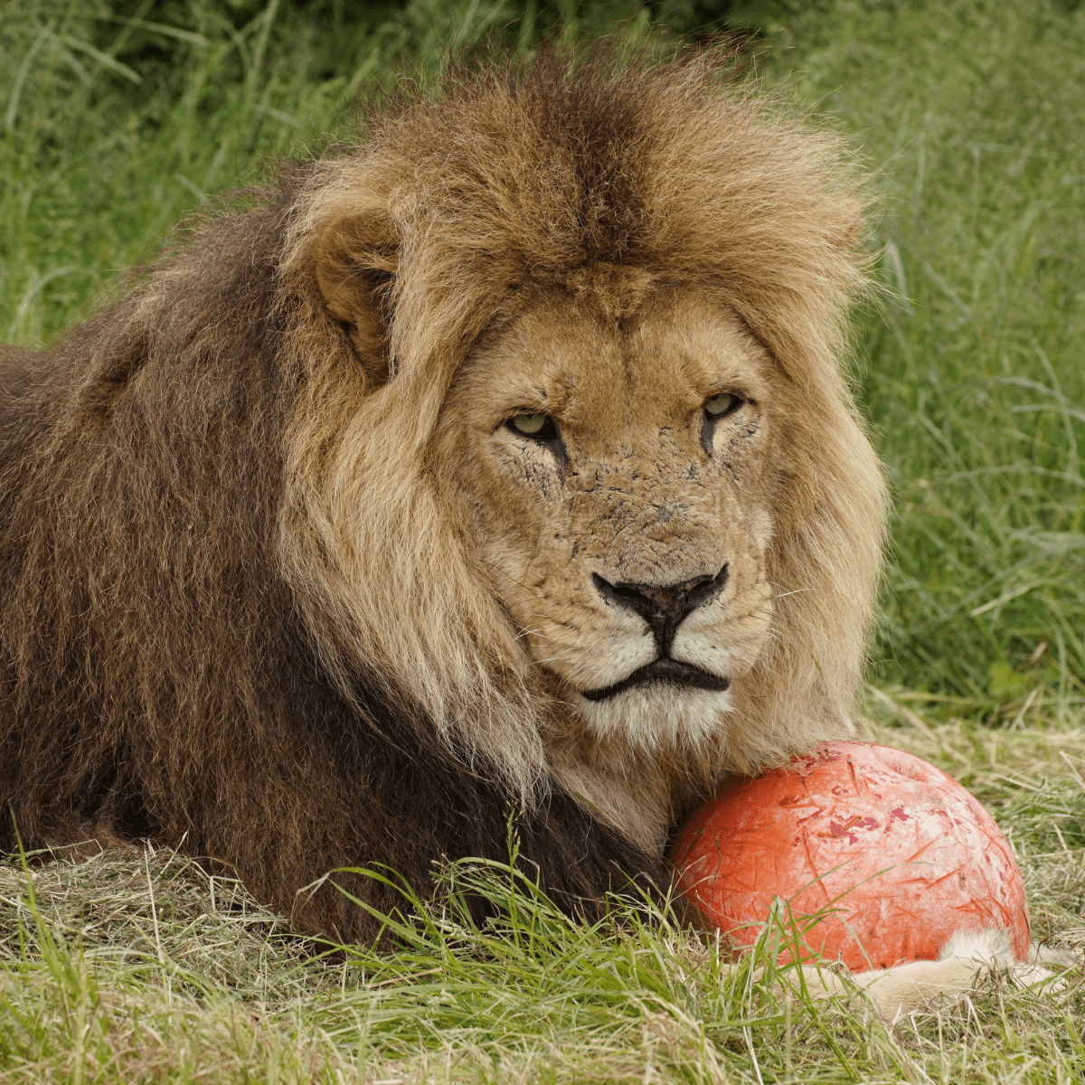 A male lion laying down with his paw round a red ball.