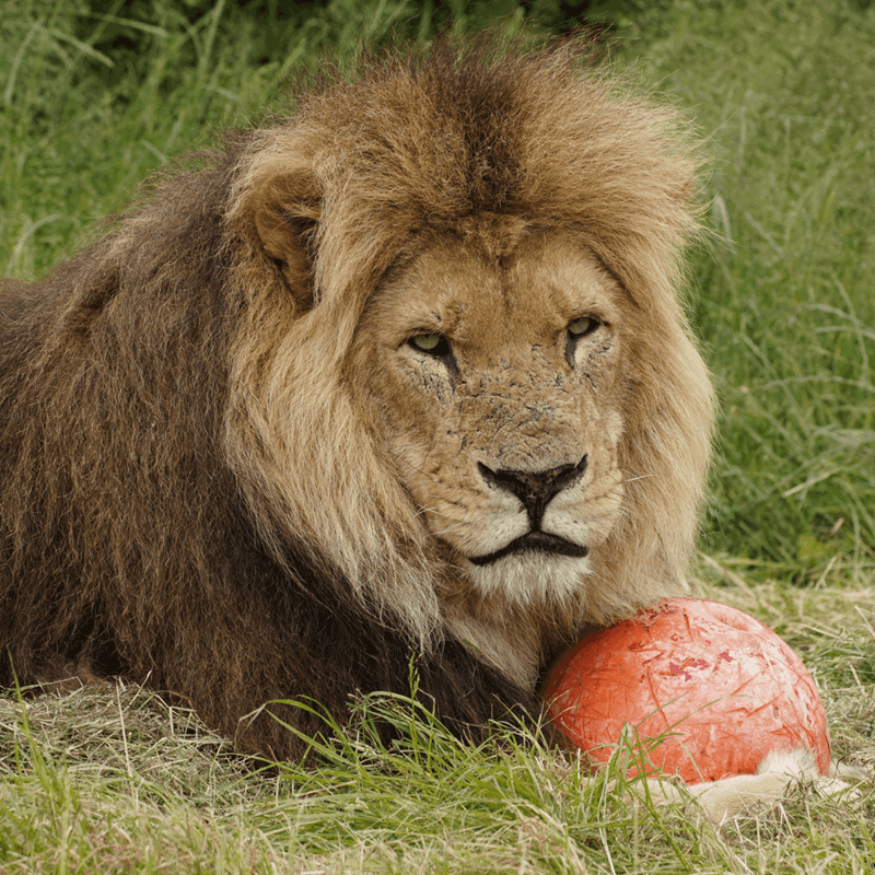 A male lion laying down with his paw round a red ball.