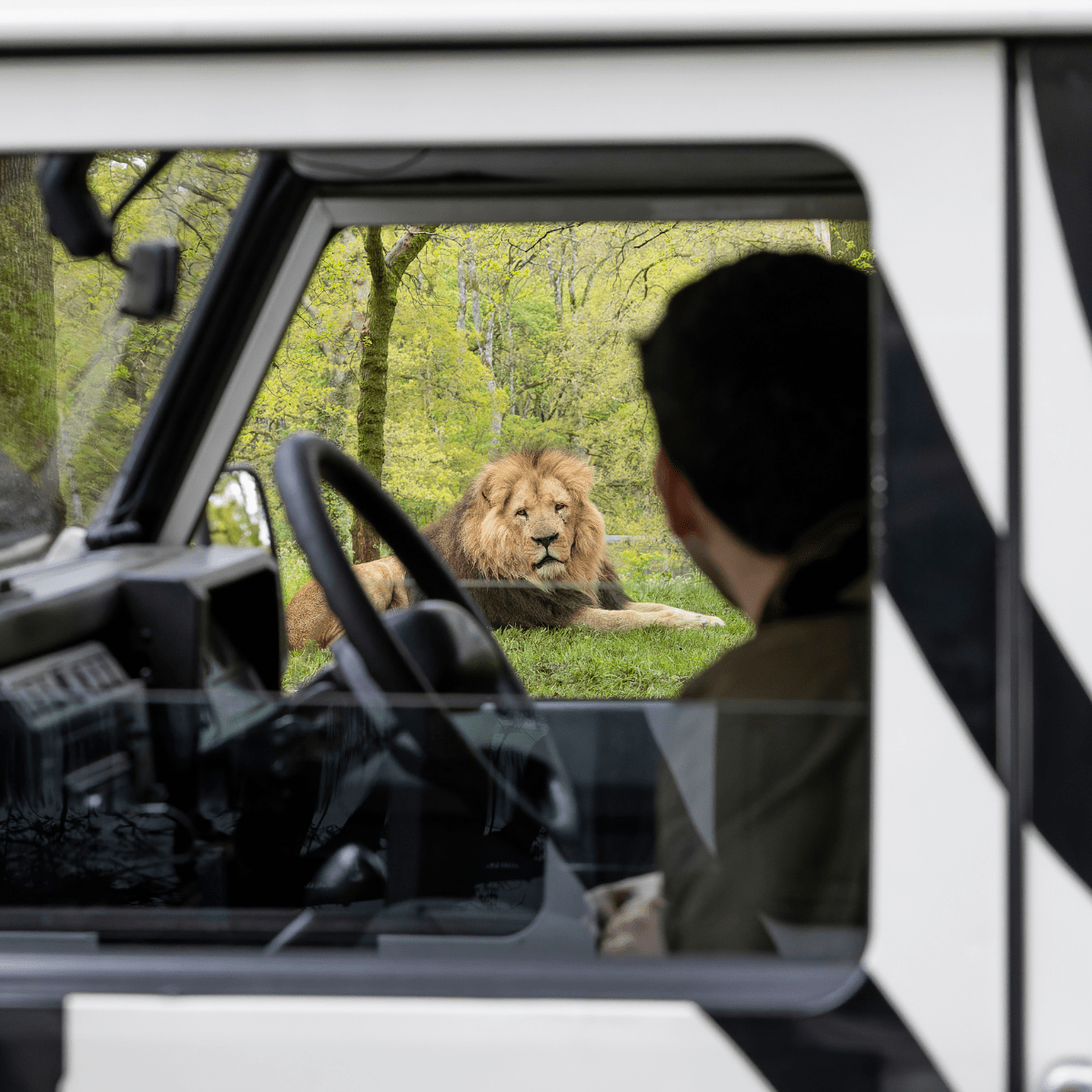 A VIP guest looks out of the truck window to look at one of the lions laying in the grass
