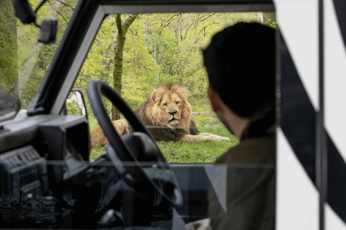 A VIP guest looks out of the truck window to look at one of the lions laying in the grass
