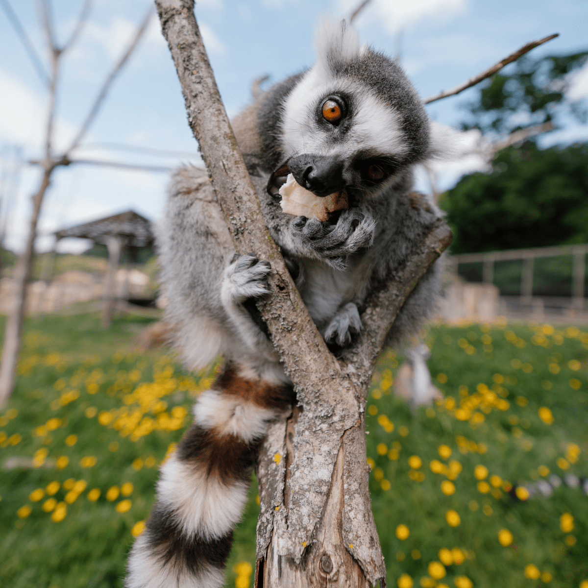 A cheeky lemur perched on a tree eats a tasty treat whilst looking down the camera