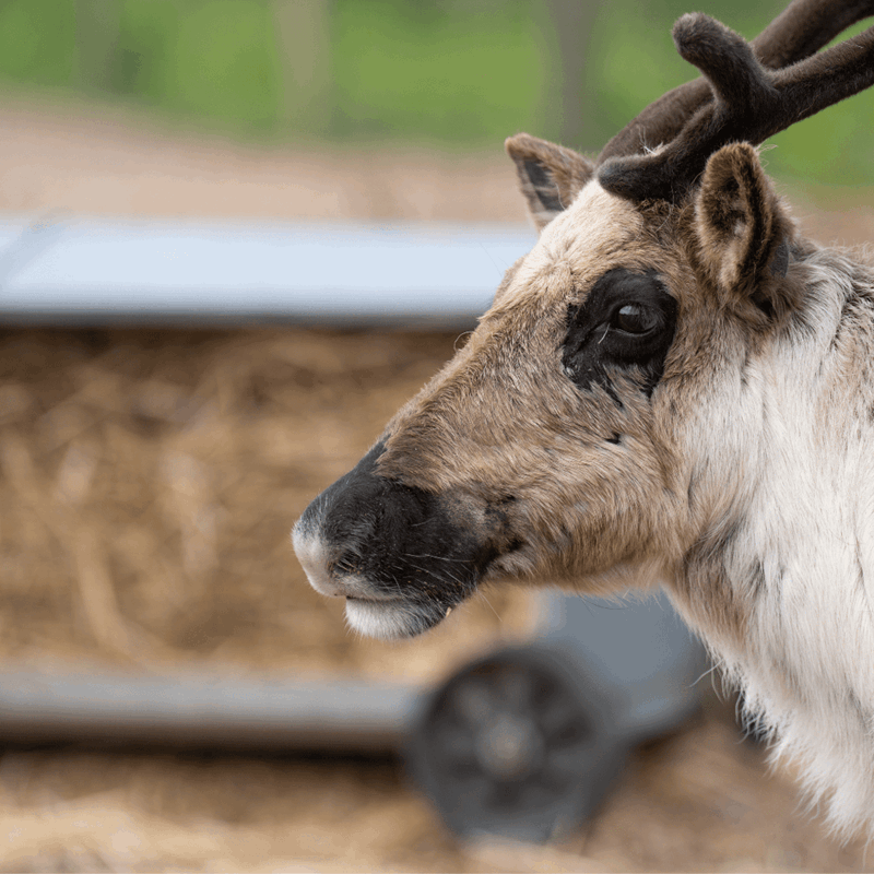 Close up of a reindeer