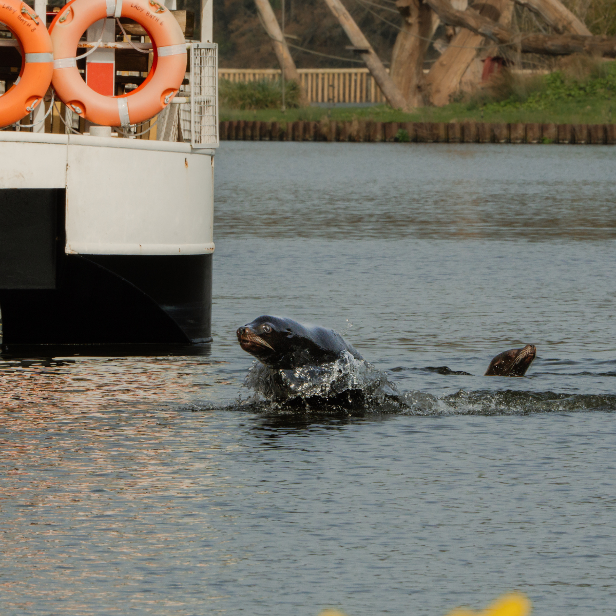 Sea lions bark a welcome to spring