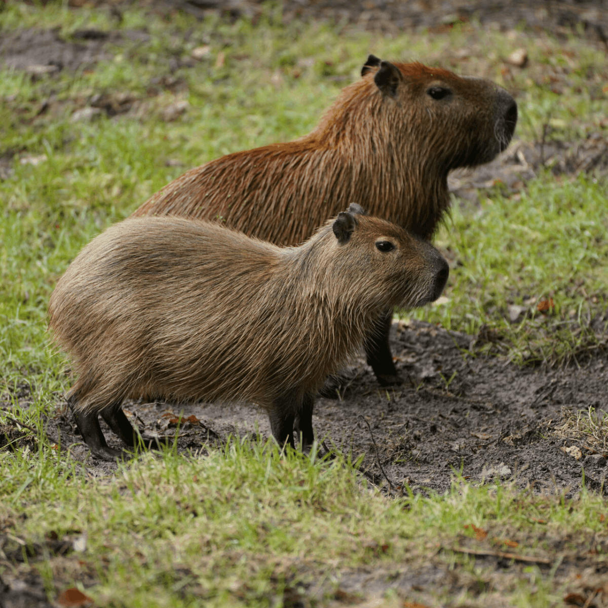 Two capybaras stand together in the woodland section of their habitat