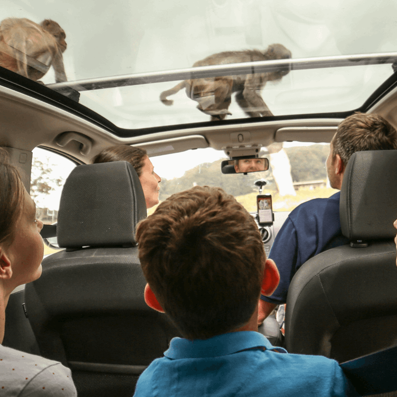 Family in a car with monkeys on the roof