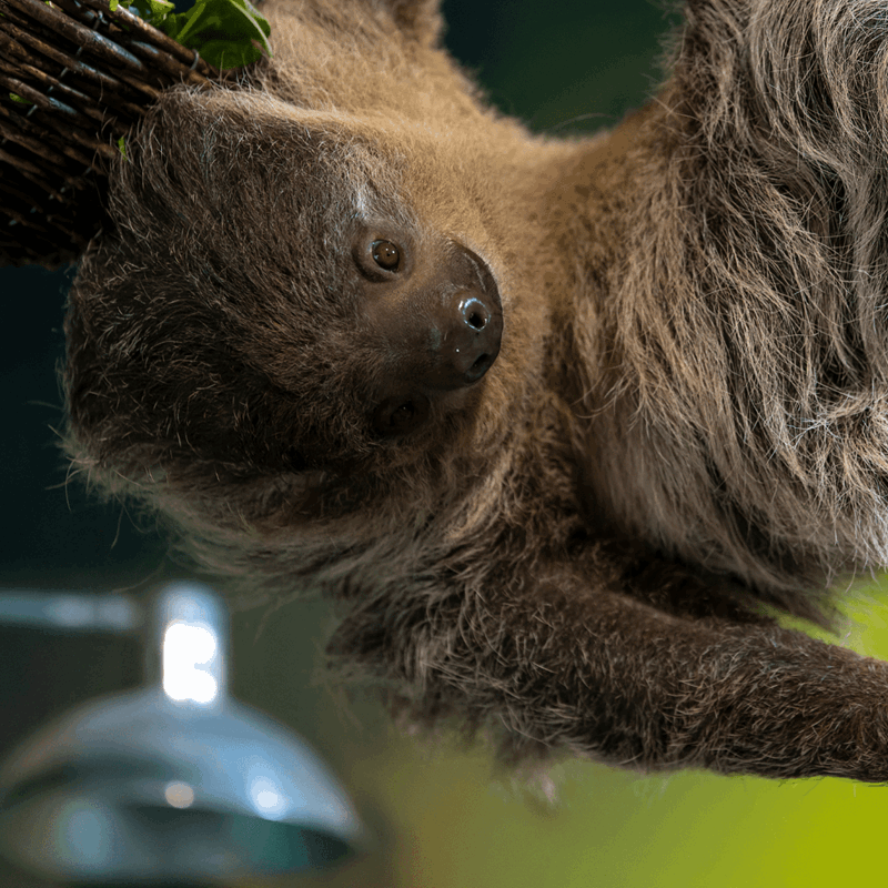 Linne's Two-toed Sloth hanging sideways as it grabs a snack