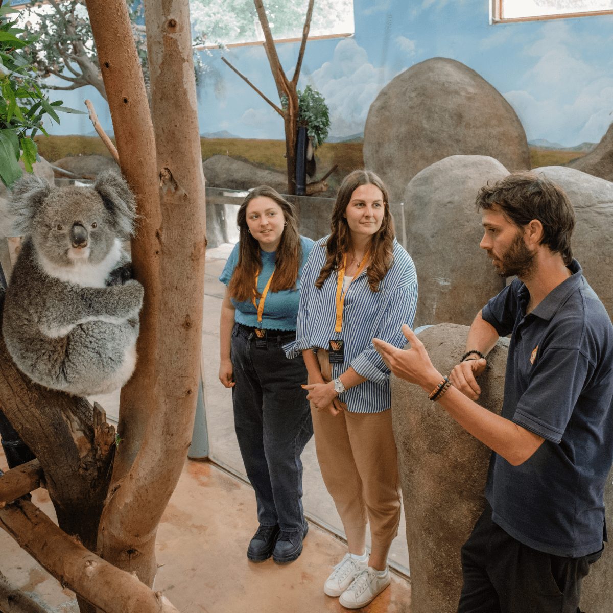 Two VIP guests listen as an animal team member talks to them, with a Koala perched in a tree just next to them