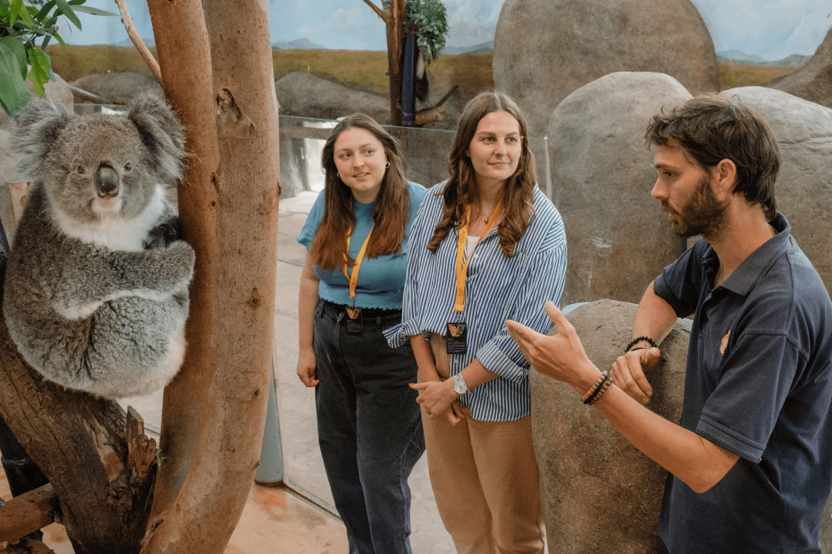 Two VIP guests listen as an animal team member talks to them, with a Koala perched in a tree just next to them