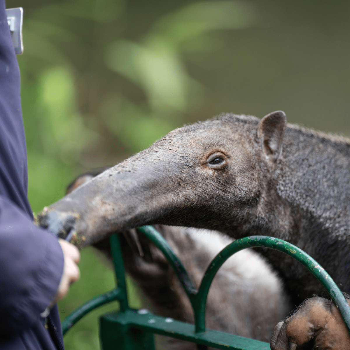 A close up of a VIP guest feeding a giant anteater