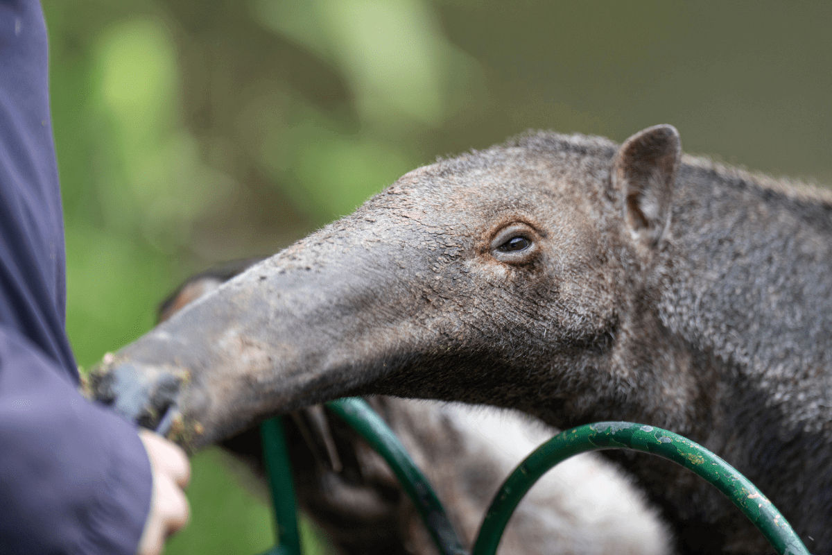 A close up of a VIP guest feeding a giant anteater