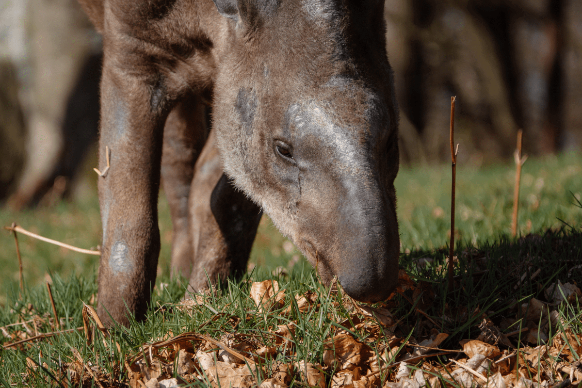A tapir browsing the leafy ground of its habitat for a snack