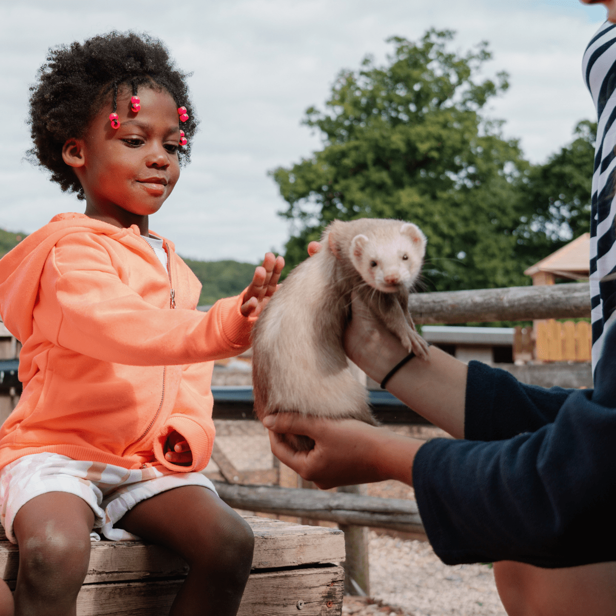 A young girl pets a ferret in the Longleat Family Farmyard VIP experience