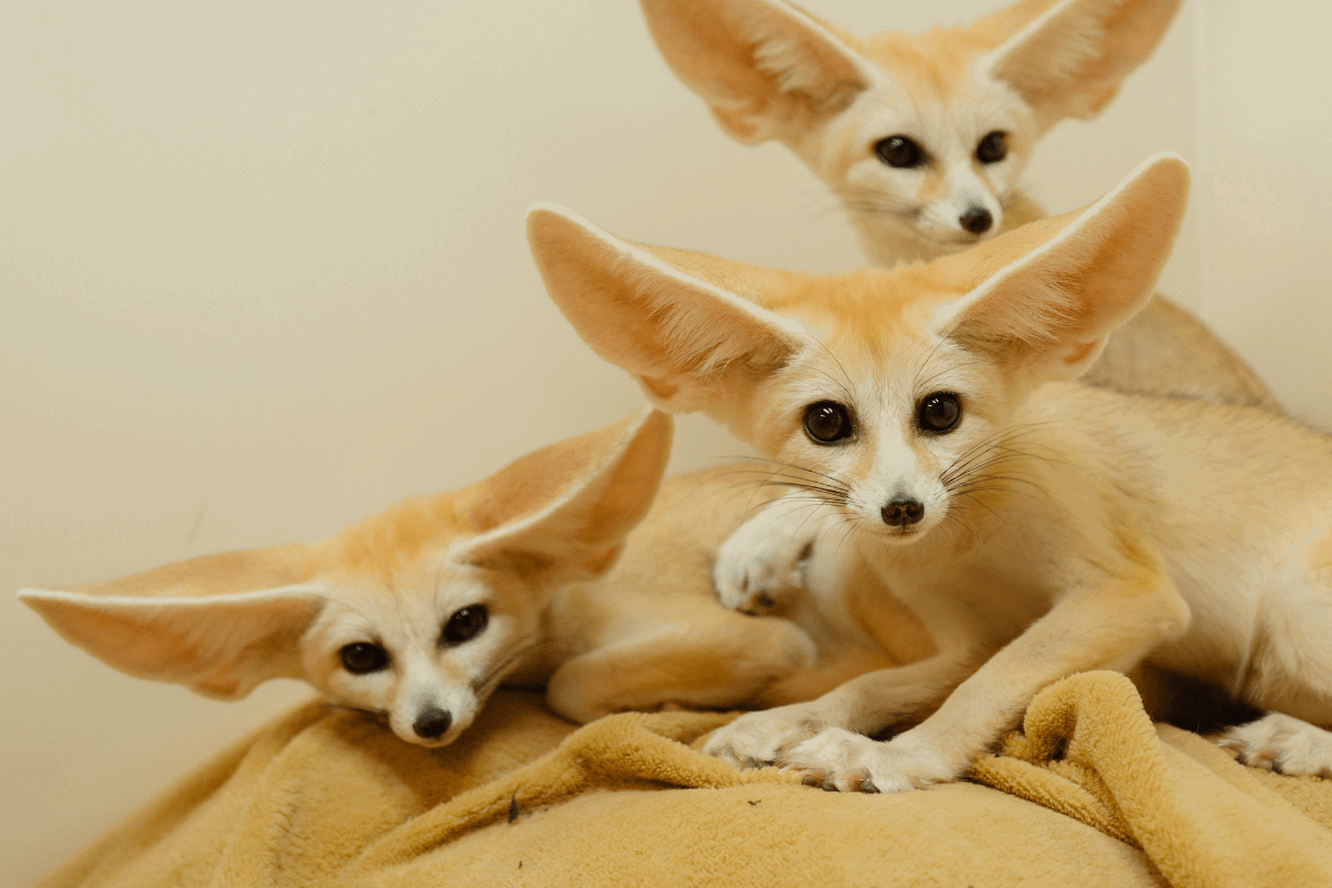 Three fennec fox kits on a light brown blanket