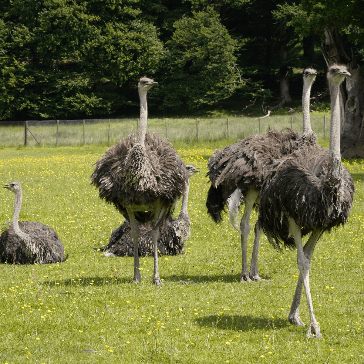 A mob of emus together in their green habitat