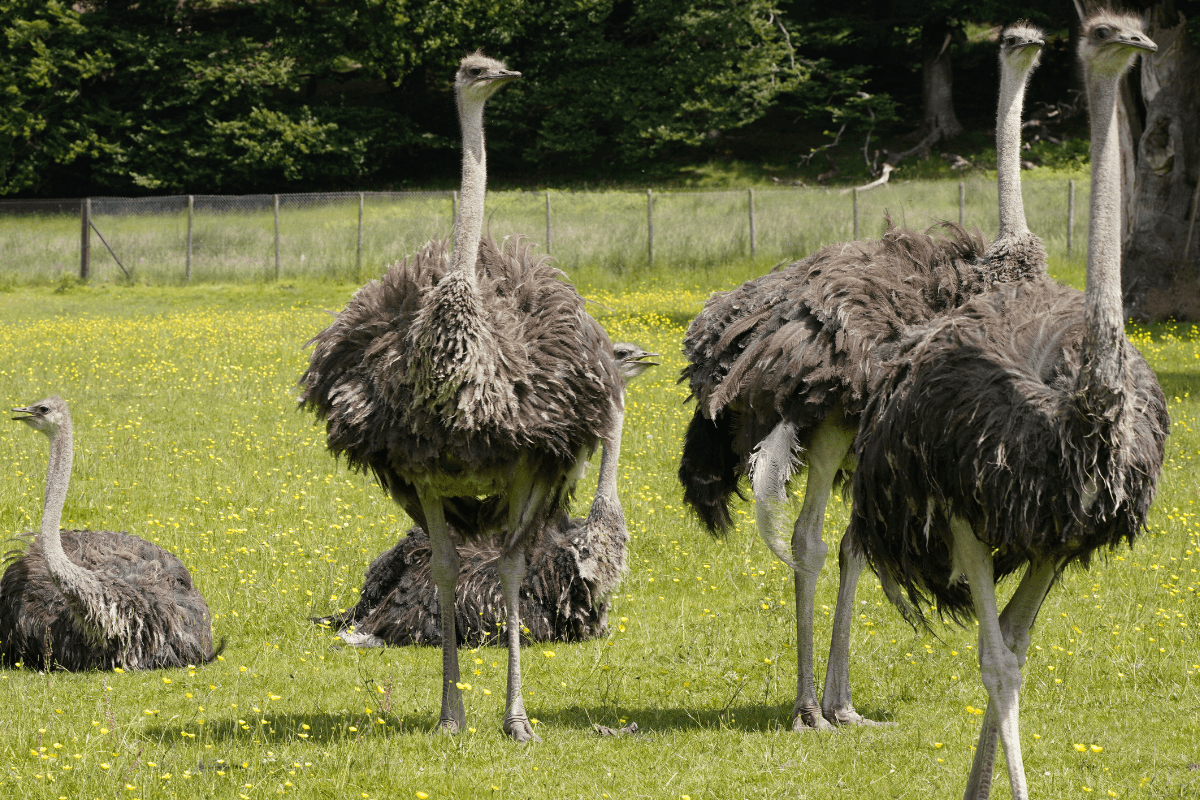 A mob of emus together in their green habitat