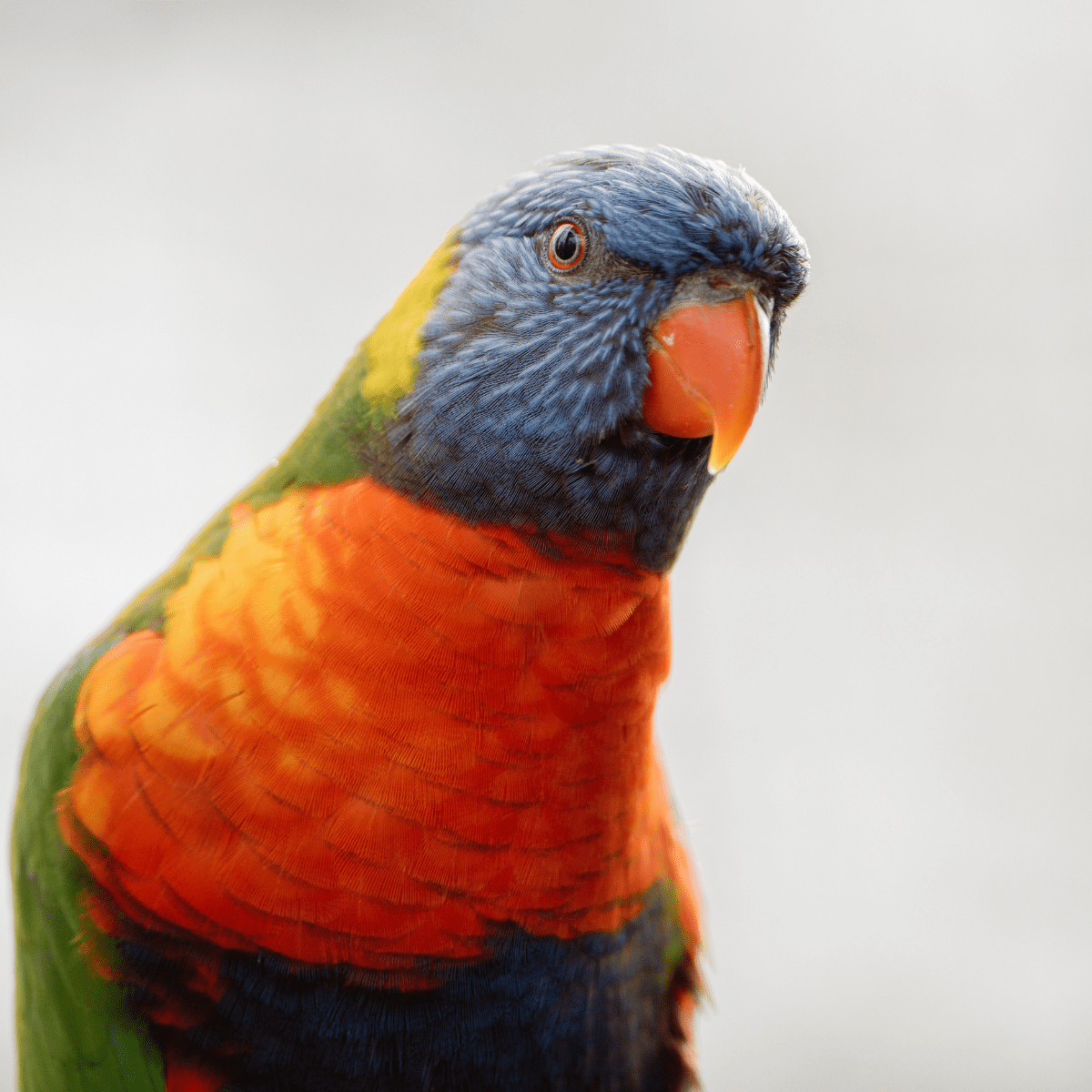 A rainbow lorikeet looks into the camera