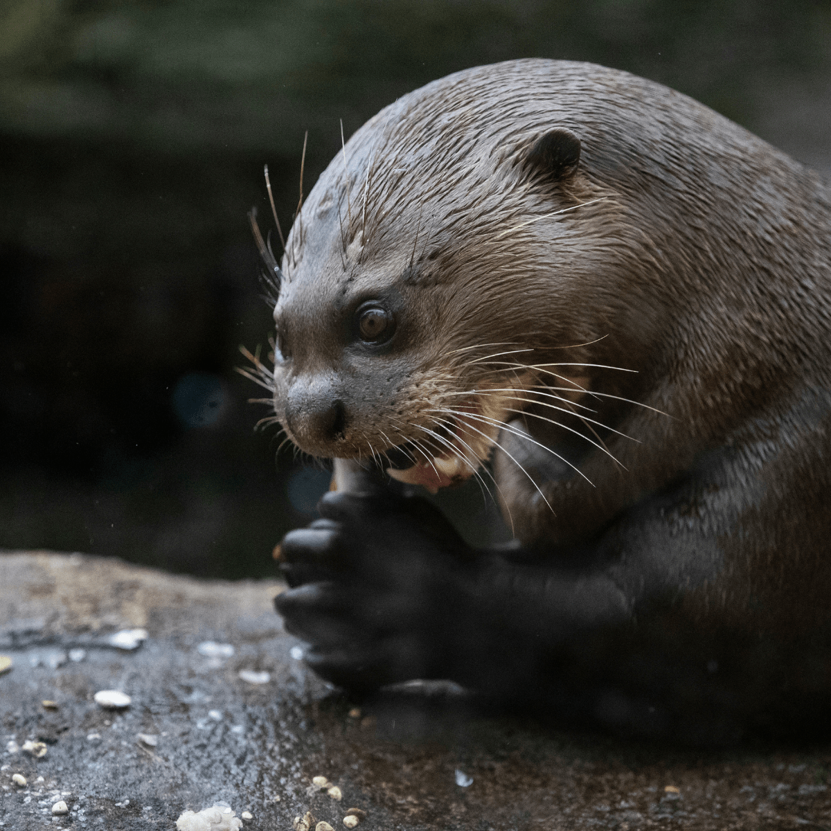 A close up of a giant otter tucking in to a tasty fish