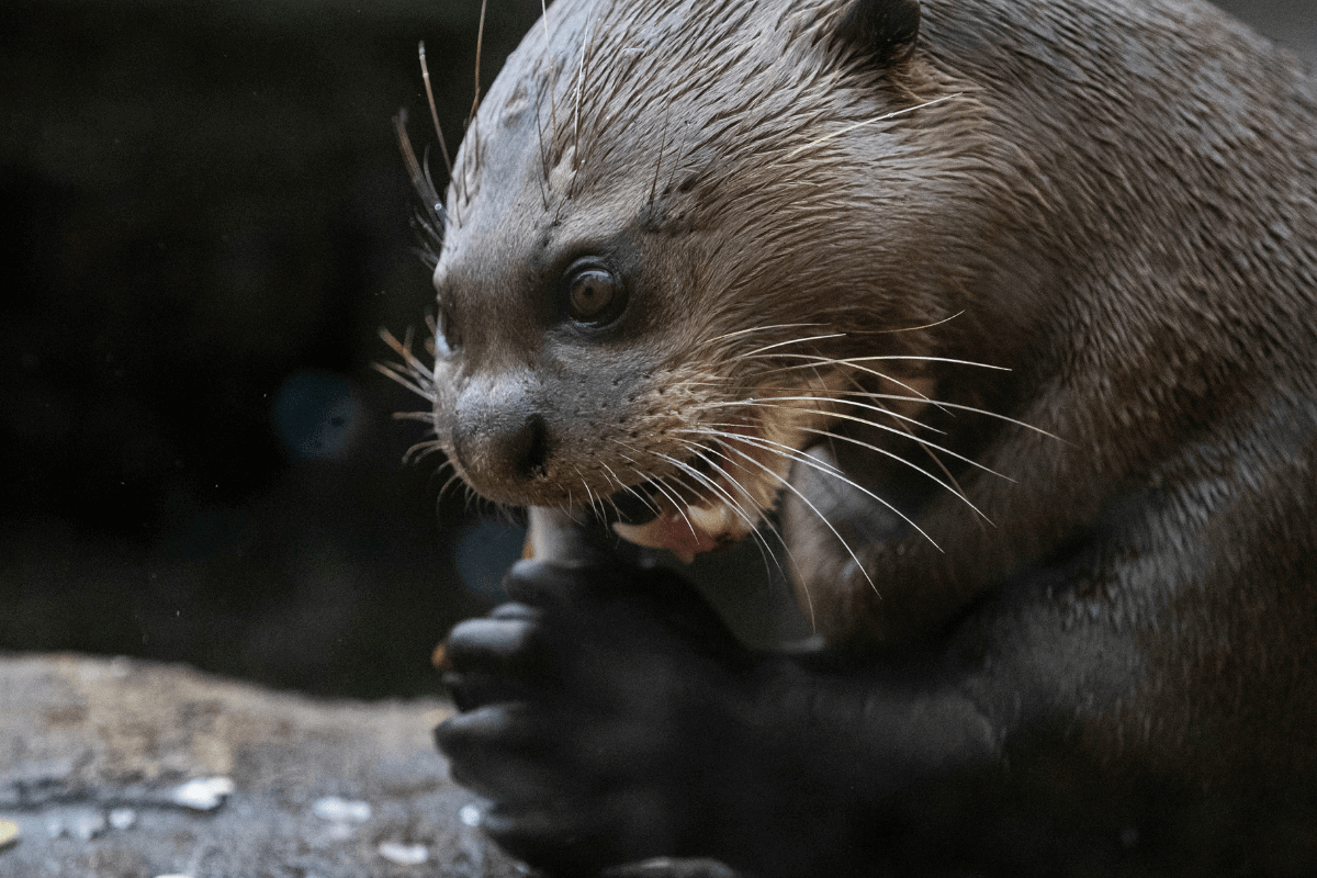 A close up of a giant otter tucking in to a tasty fish