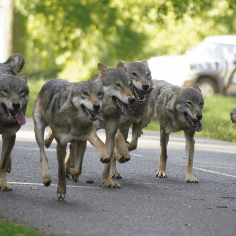 A pack of grey wolves running after the reinforced feeding truck