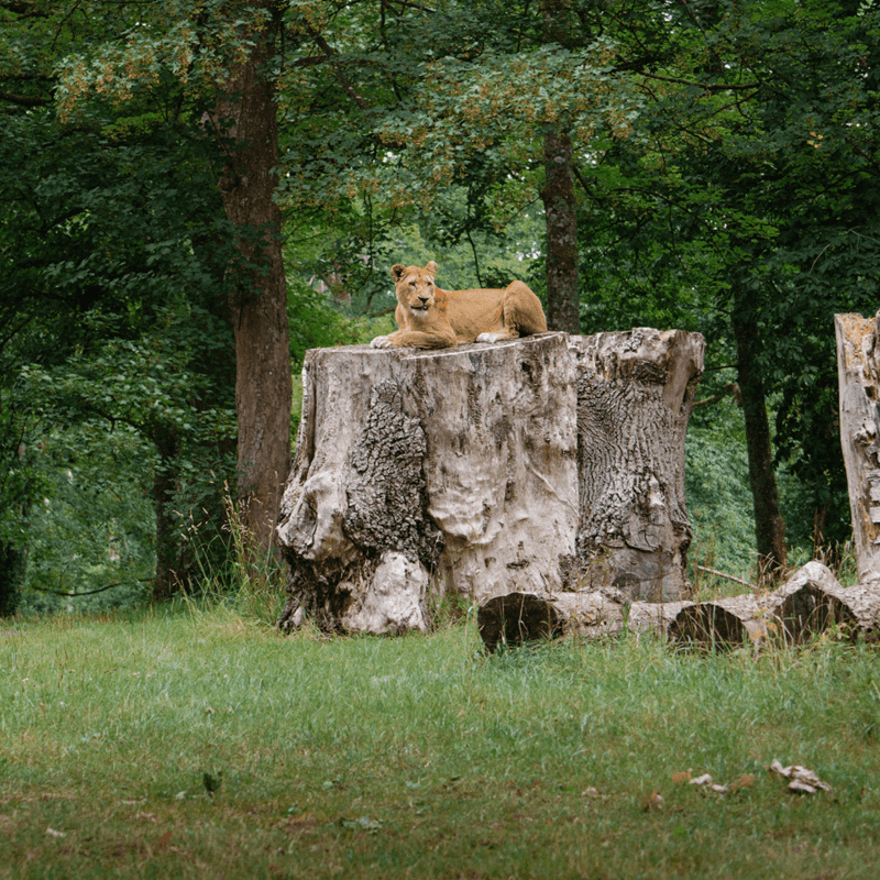 An iconic 4x4 zebra-print Longleat truck overlooking a lioness perched on a tree stump