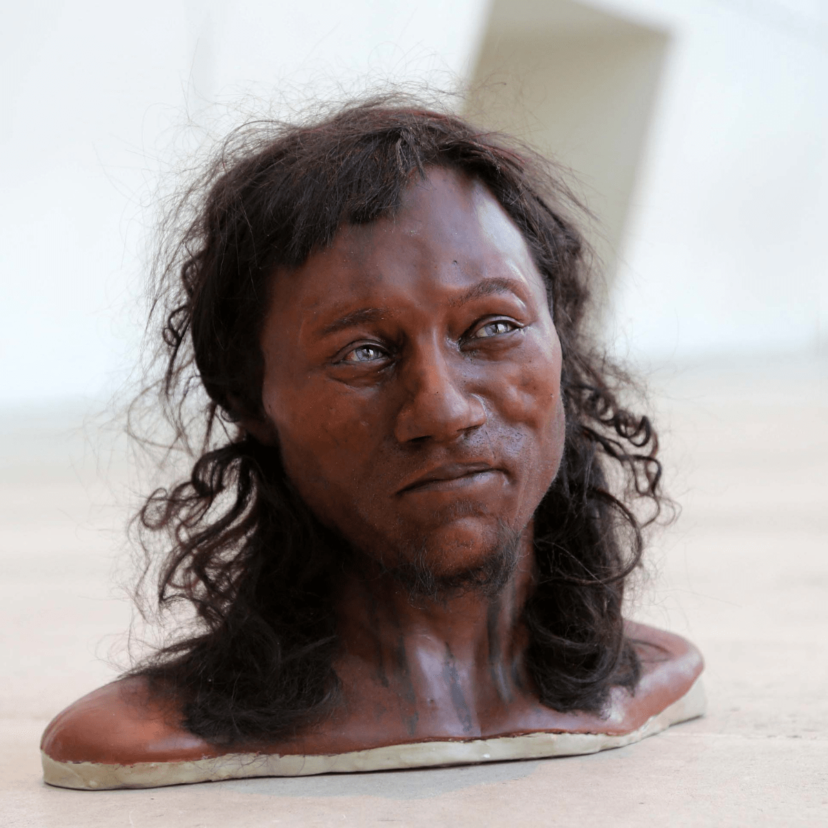 A reconstruction of Cheddar Man, created by the Natural History Museum, using DNA and a sequencing technique which allowed them to map out physical traits