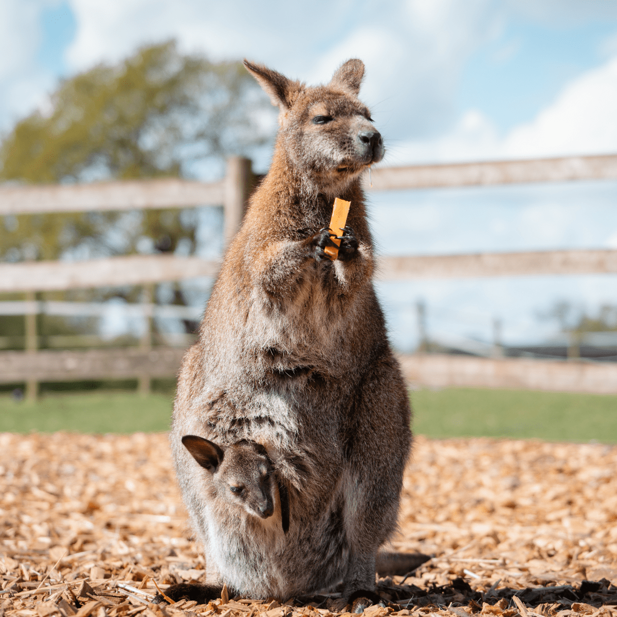 A close up of a wallaby with a joey in pouch