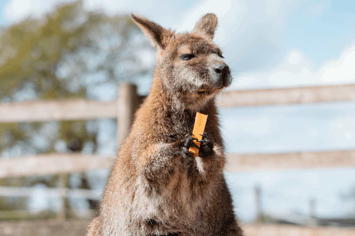 A close up of a wallaby with a joey in pouch