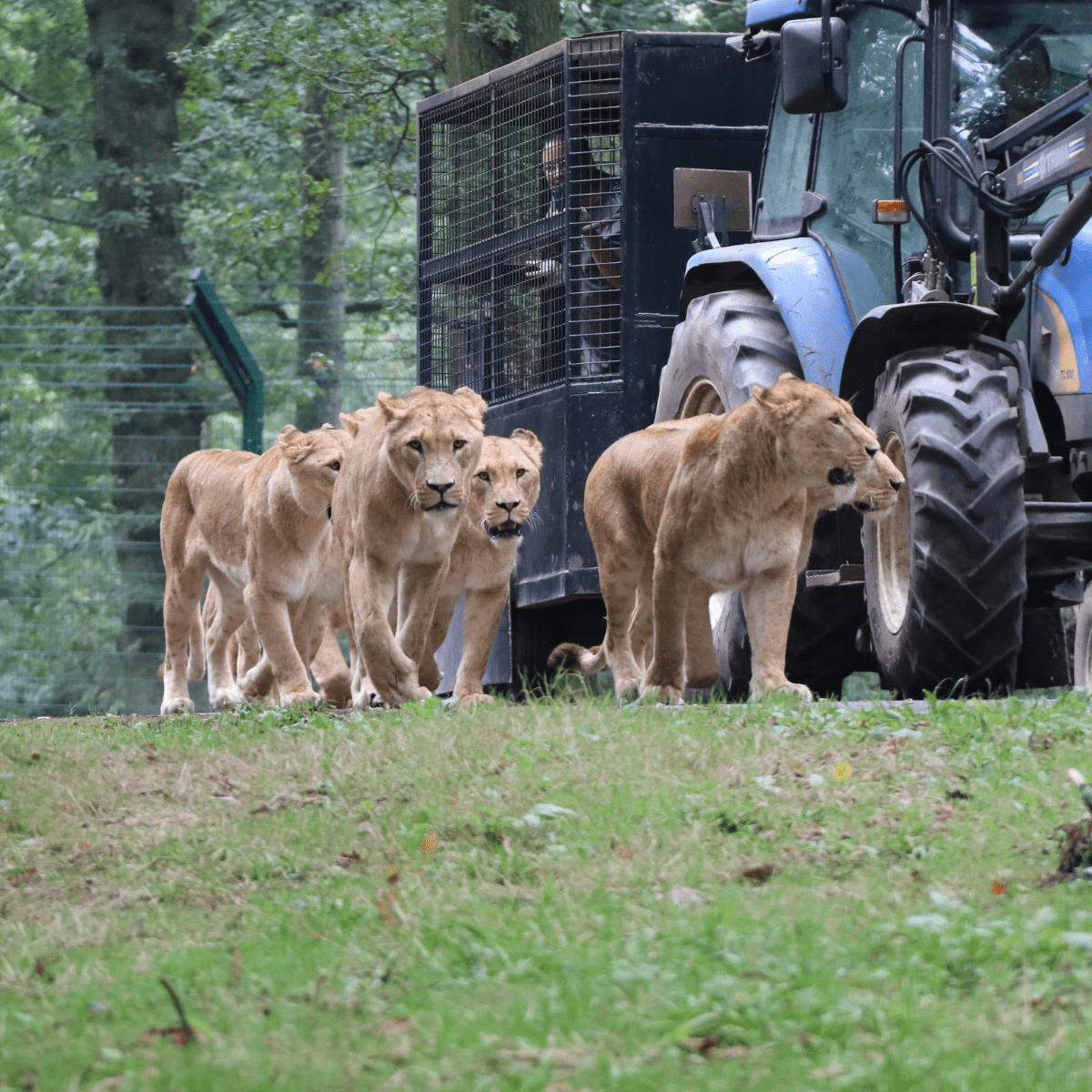The pride of lions walking alongside the reinforced feeding wagon