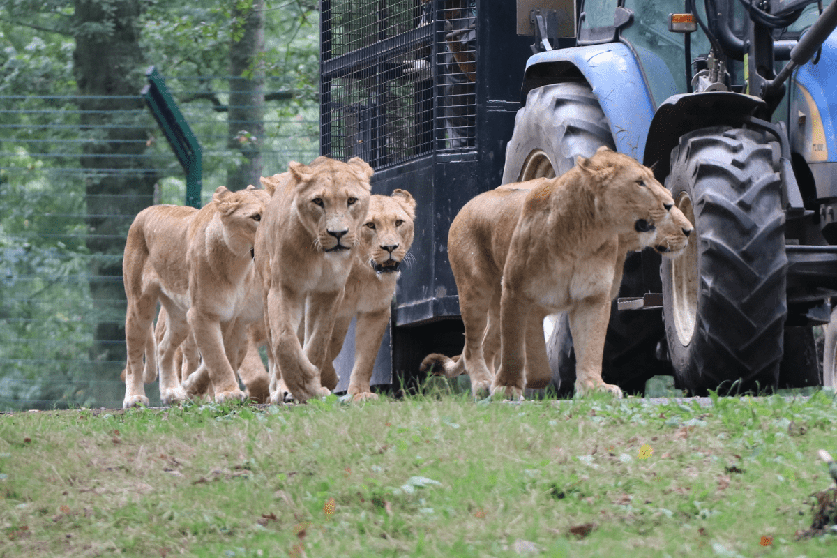 The pride of lions walking alongside the reinforced feeding wagon