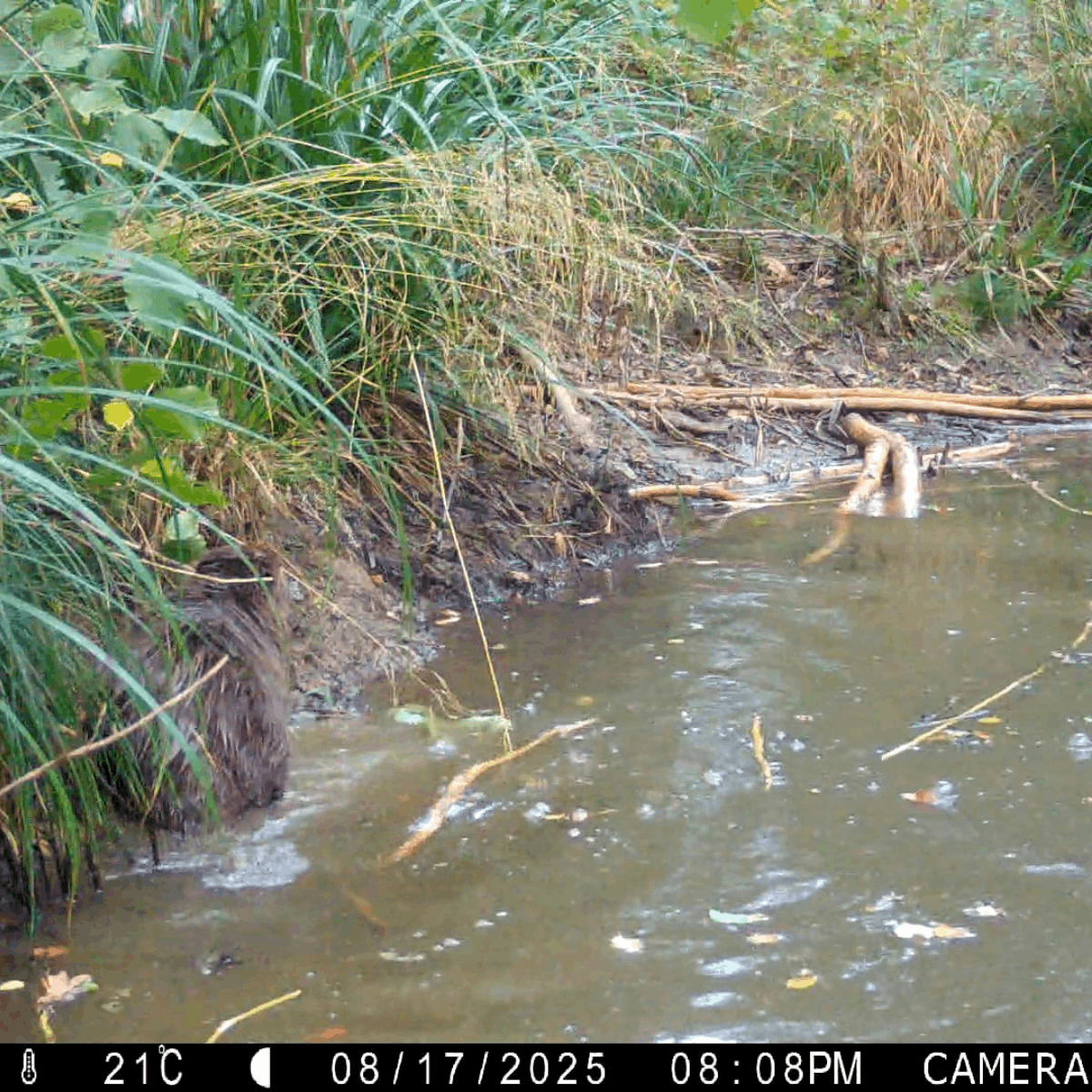 Beaver teamwork caught on camera