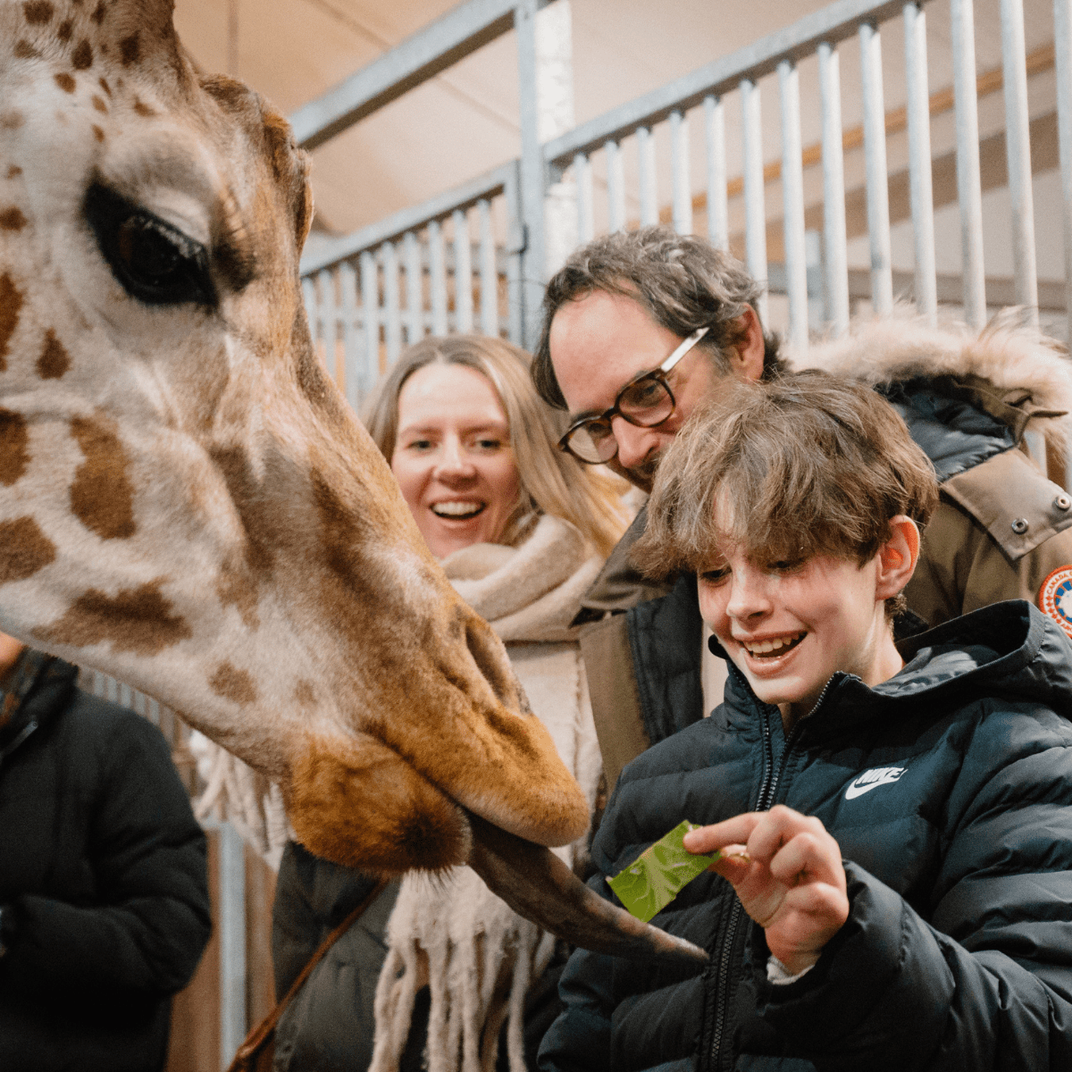 A family hand feed a giraffe as it sticks its tongue out to receive the lush goods