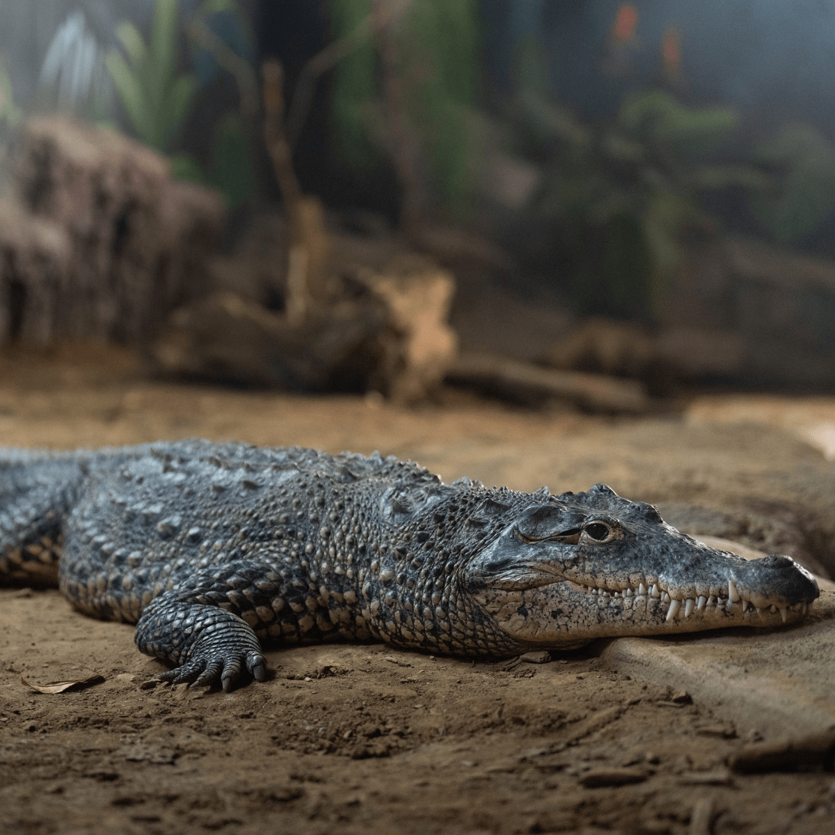 Up close shot of a Cuban crocodile laying in its habitat